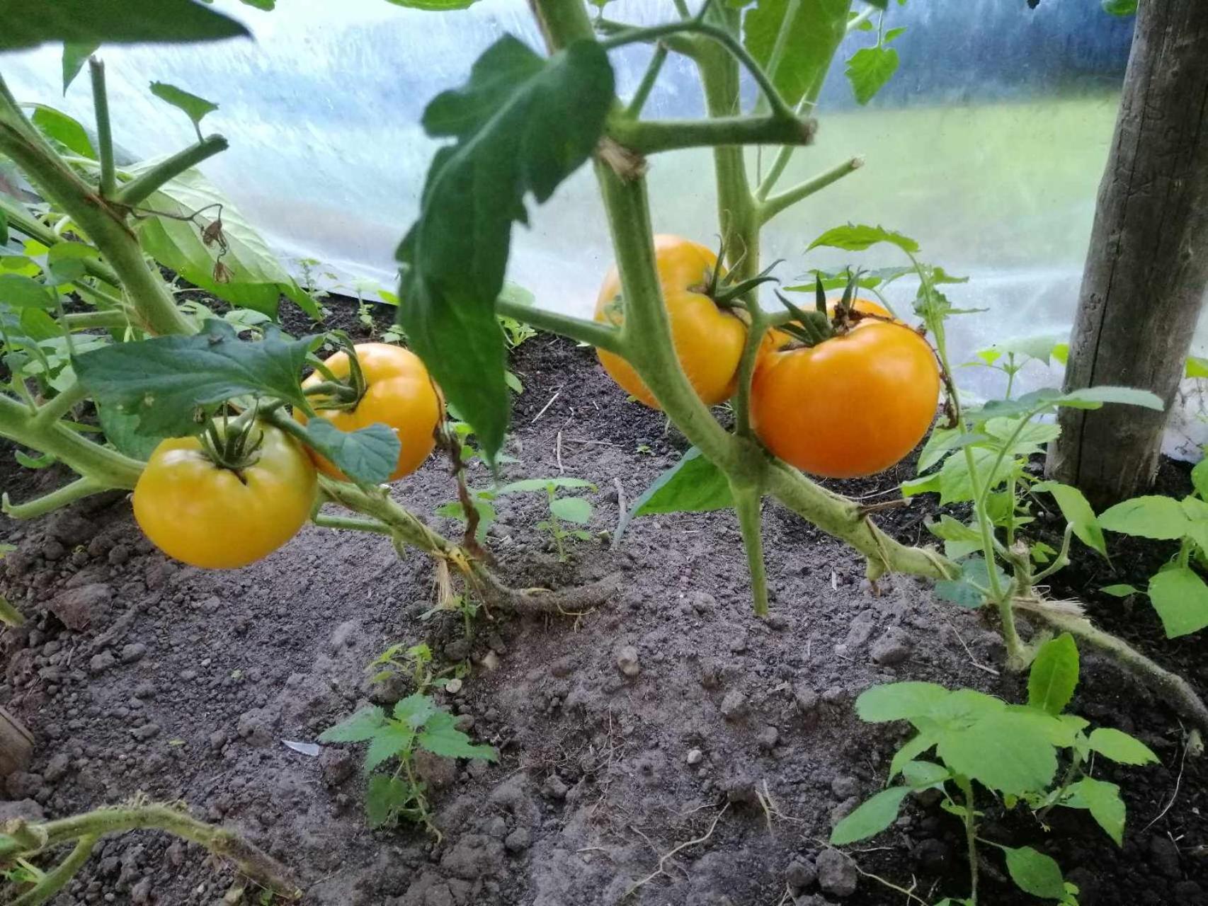 Agroturystyka Przy Rajskim Sadzie Nowy Berezów Exterior foto